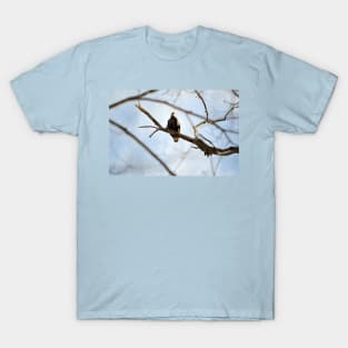 Juvenile Bald Eagle T-Shirt